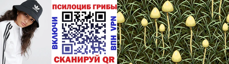 Псилоцибиновые грибы Psilocybine cubensis  Купить где  Югорск 